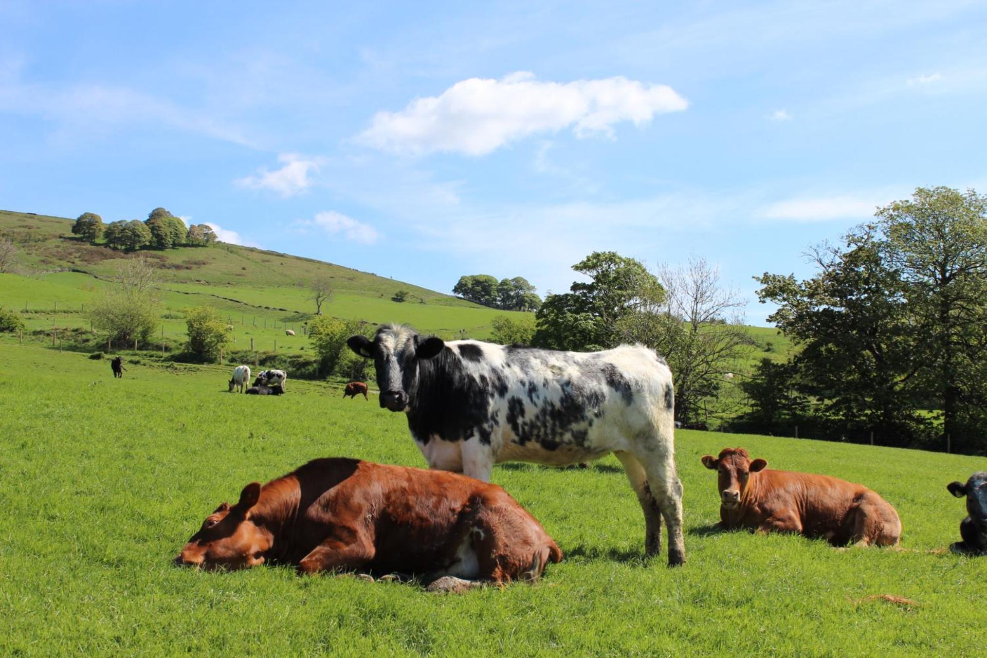 Riding House Farm Cottages Castleton Kültér fotó